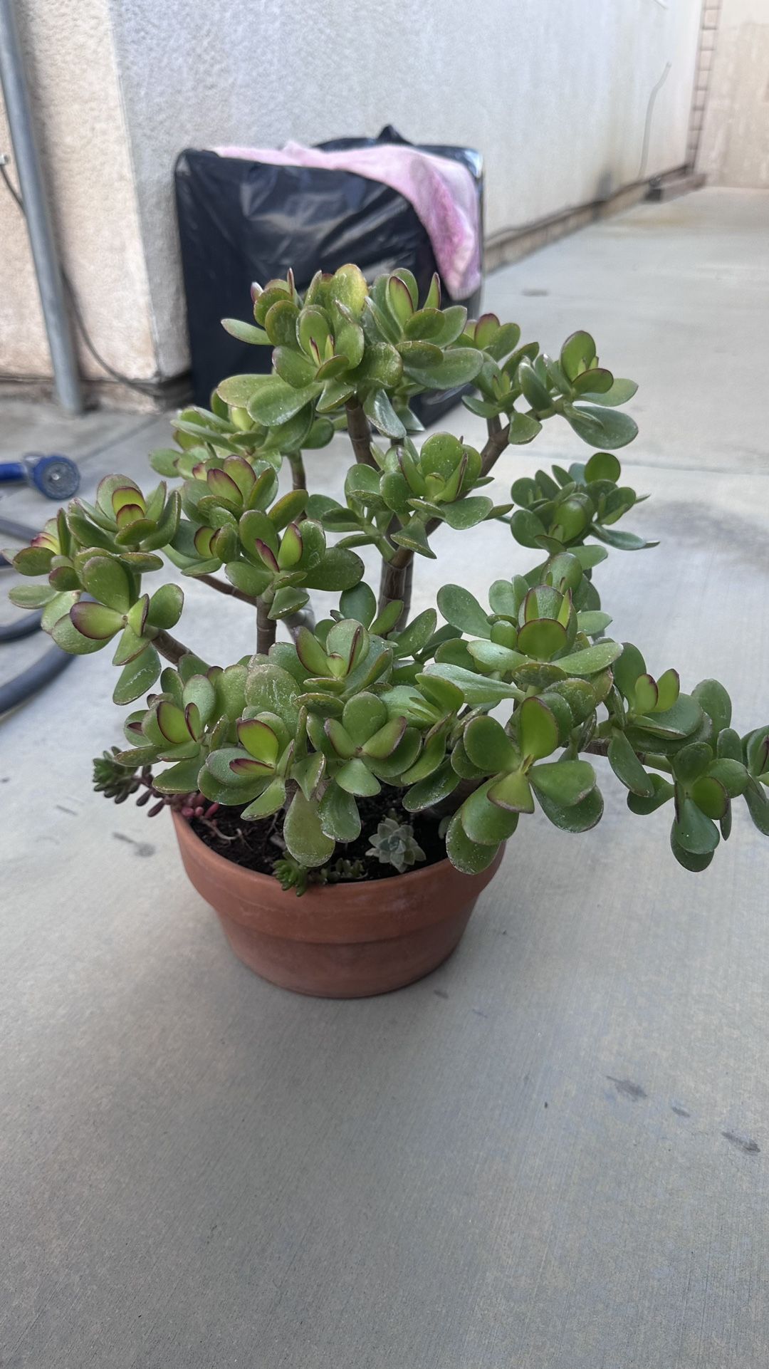 Jade Succulents Plant 