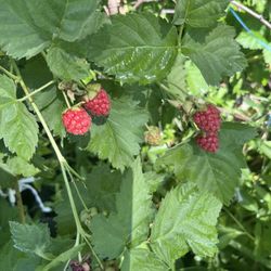 Raspberry Plants In Gallon Pot