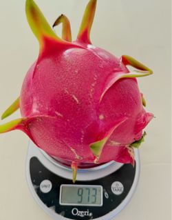 White dragon fruit plant