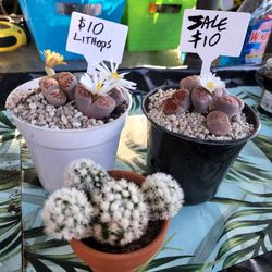 SUCCULENT AND PLANT SALE THIS WEEKEND IN SAN LORENZO..BOTH DAYS