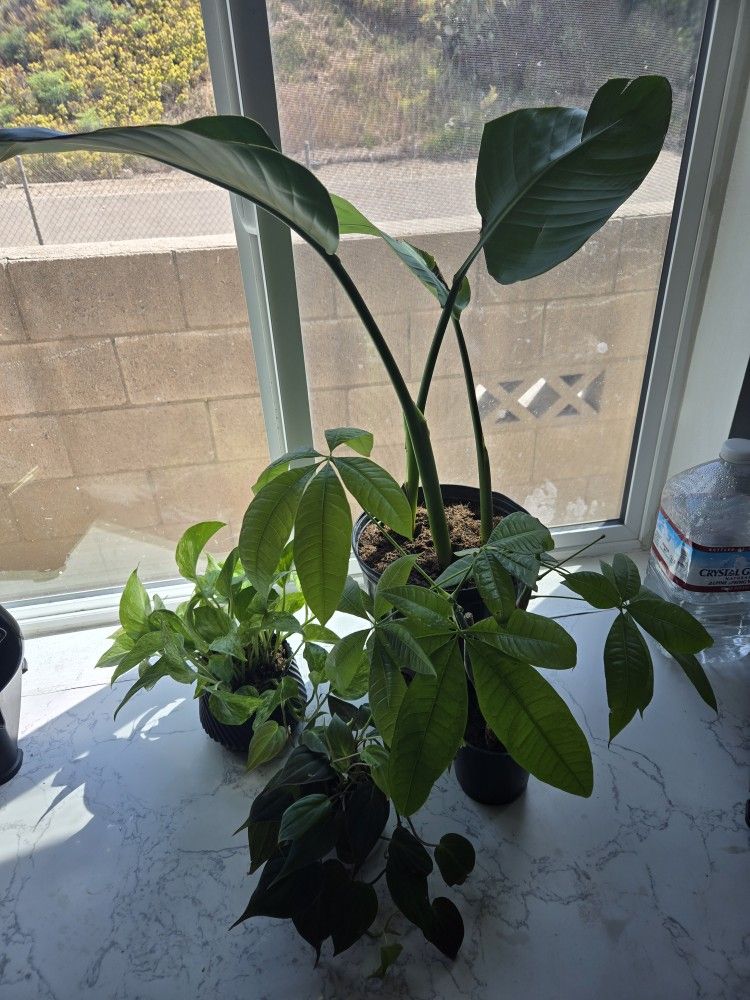 Plants