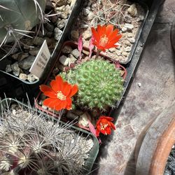 Sulcorebutia species - Flowering Cactus