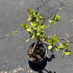 Jade Plant In A Pot Decorative Green Plant 