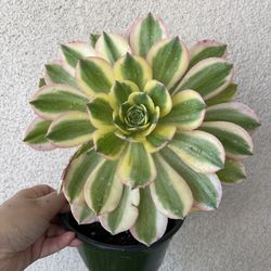 Beautiful Kiwi Aeonium Plant 6’pot