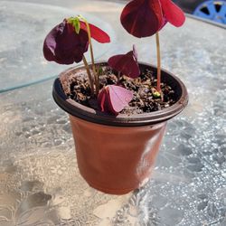 Beautiful 💜 Oxalis Starter Plants