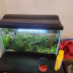 Planted Tank For Sale