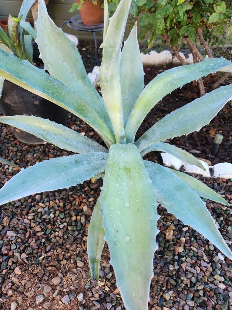 Blue LG Agave 