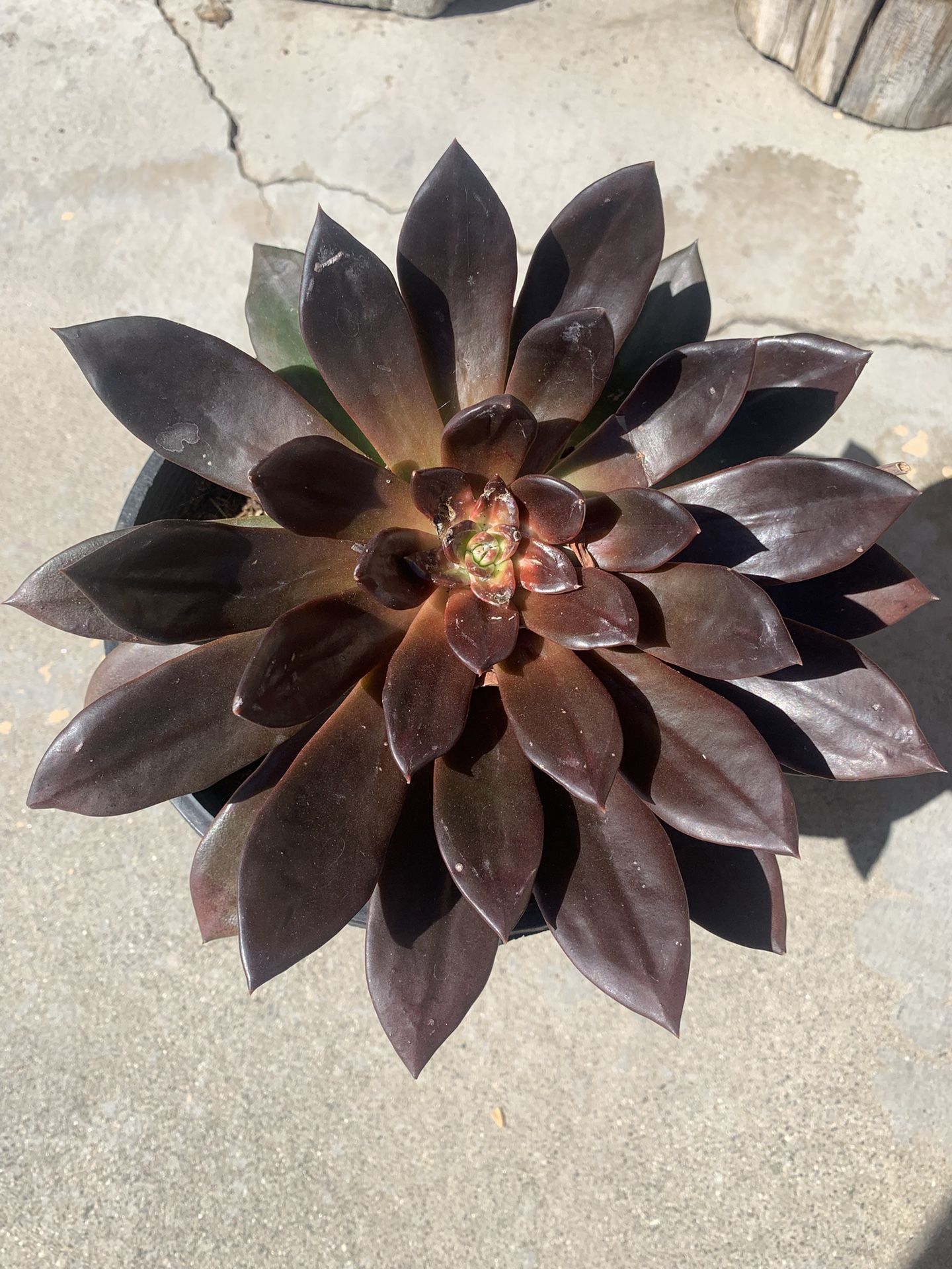 Echeveria Black Prince Succulent (HEALTHY)
