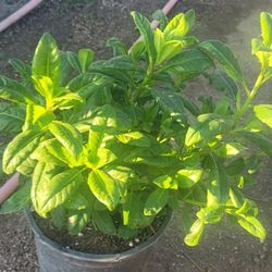Insulin Plant 