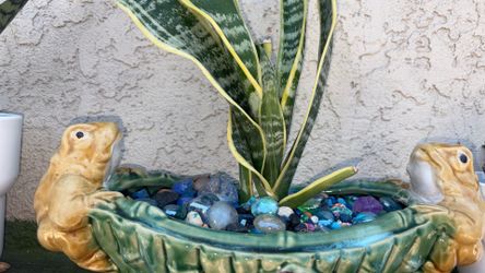 snake plant with cute pot