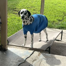 Elevated Dog Bed