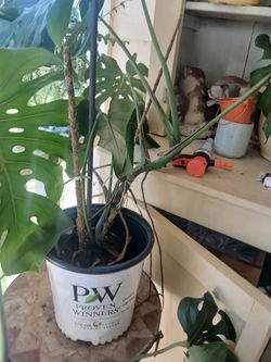 House plants