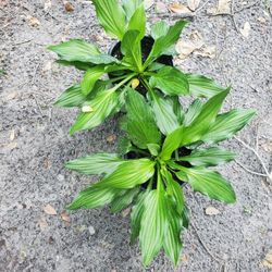 Hosta Plant 