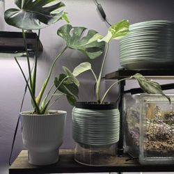 New 8 + 6 Inch Ceramic Decorative Flower Plant Pots with Drainage