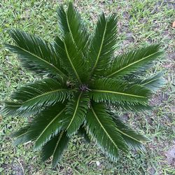 KING SAGO  ( 3 gallon pot) Ambiance, Beauty and Style