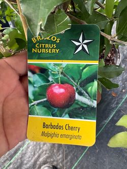 Barbados Cherry tree