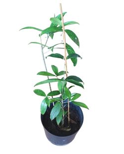 Japanese Bamboo Tropical Plant