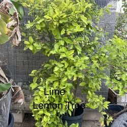 Fruit Trees - Assorted 