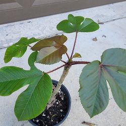 Jatropha Plant 