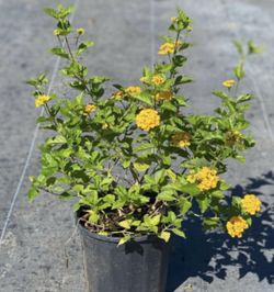 Plantas
