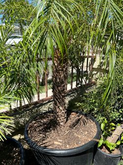 Pygmy date Palm tree