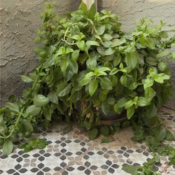 Baby Sun Rise Plant 