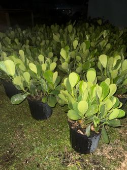 Clusia 3 gallons