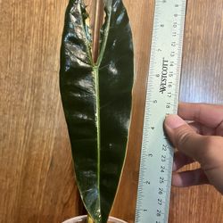 Variegated Billietiae Cutting #5