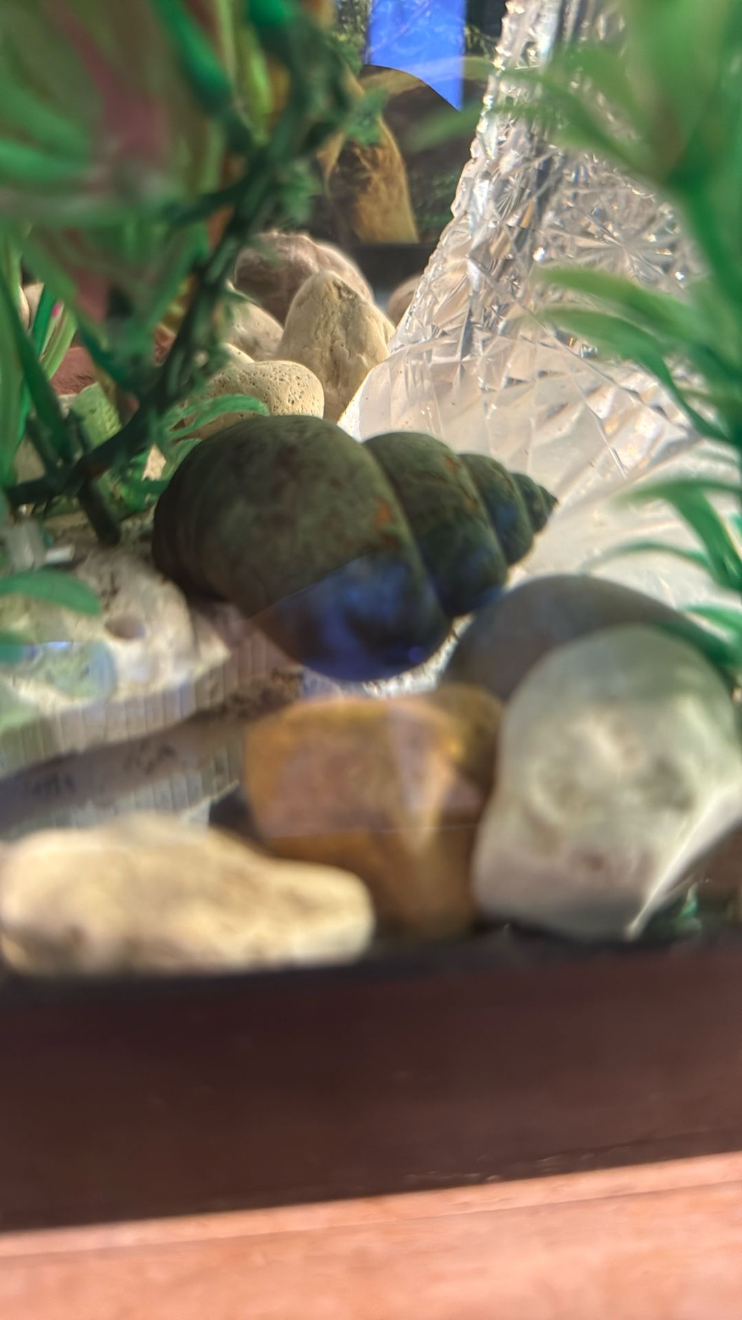 Large Mystery Snails also called Apple Snails