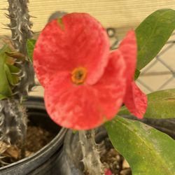 Vendo Coronas De Cristo Diferentes Colores 