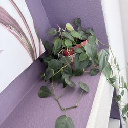 Heart-Leaf Philodendron