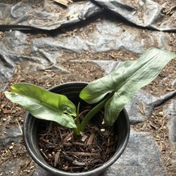 Silver Sword Philodendron Plant