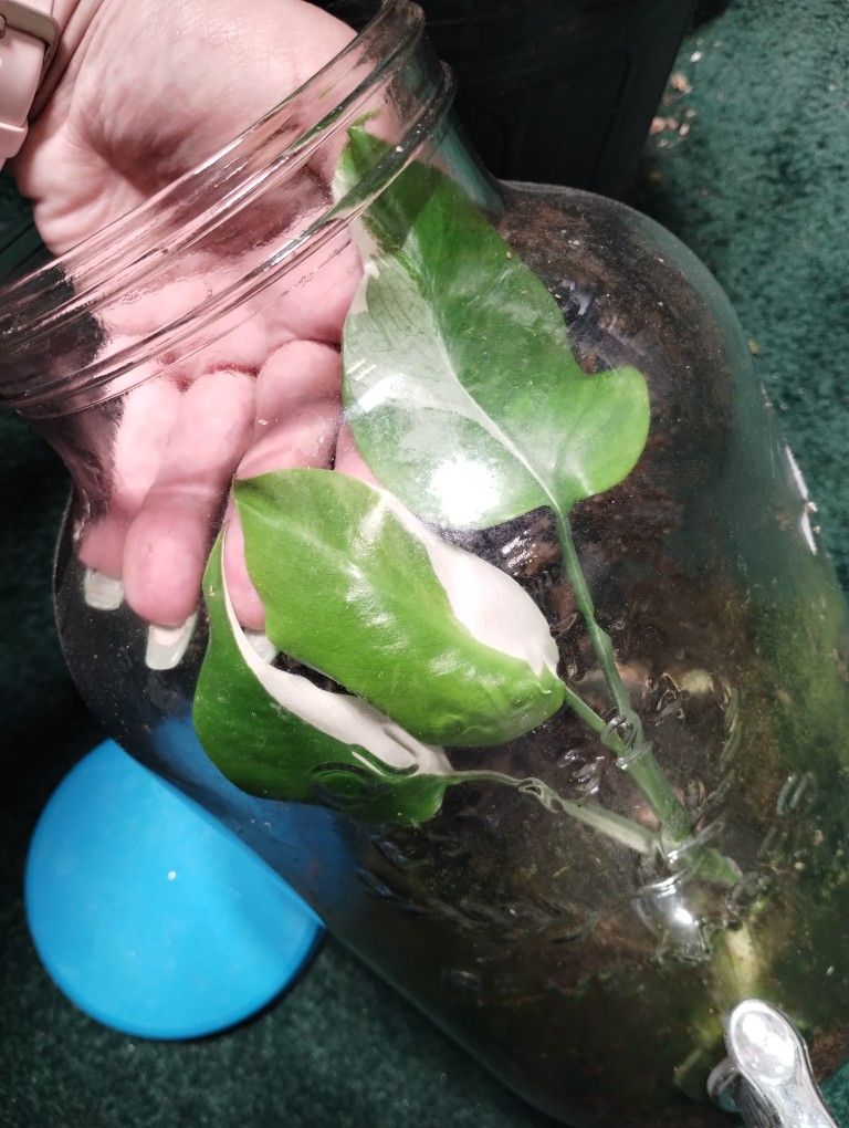 3 Leaf Half Moon Albo Monstera