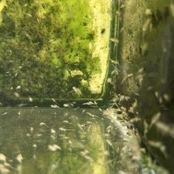 Brine Aquarium Culture