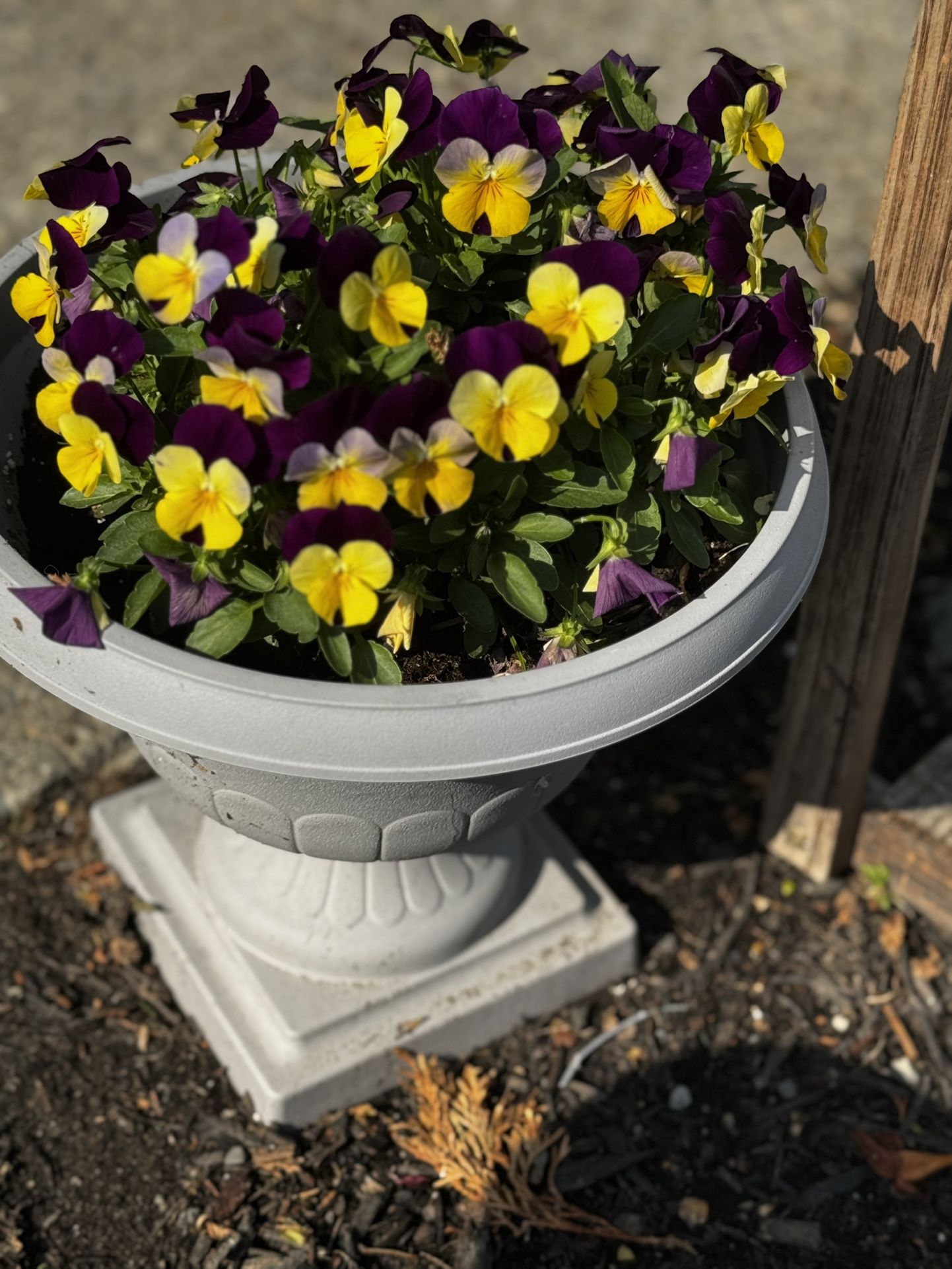 Outdoor Flowers