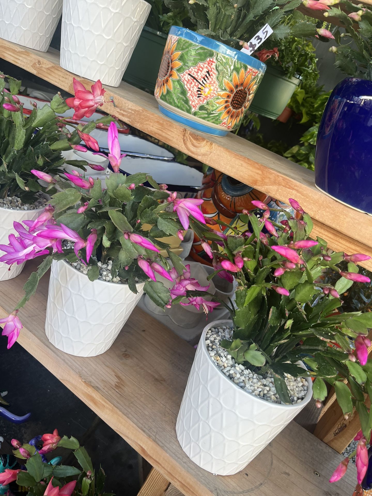 Christmas Cactus In 8” Ceramic Pots $18 Each