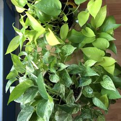 Pothos House Plants