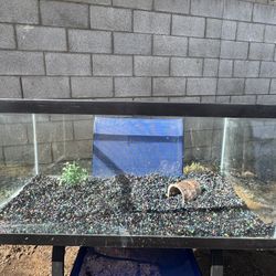Fish Tank 