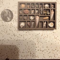 Miniature wooden trinket shelf containing real tiny shells for dollhouse or as a magnet