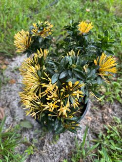 Yellow Ixora Flowering Plant in Pot