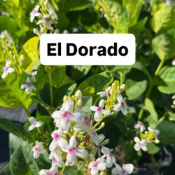 🤍 Plant: El Dorado (White Flower) 
