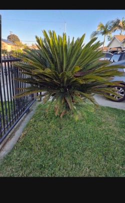Large Mature Sago Palm Trees MALE AND FEMALE Take One Or Both  You Dig Up.  Make An Offer