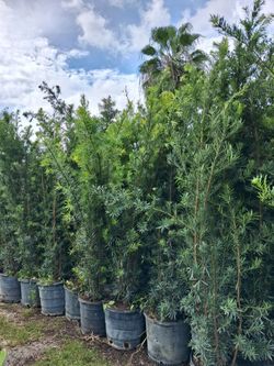 Large podocarpus privacy hedges on sale now $55