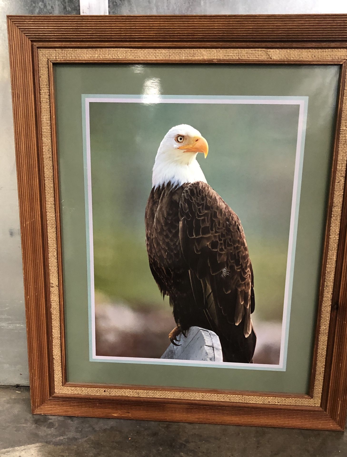 Bald Eagle framed photograph