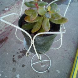 Planta Conty Base 