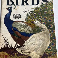 How to draw /paint BIRDS 