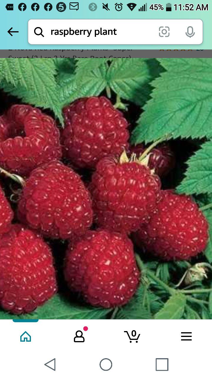 Latham Red Raspberry Seedling Plant 1ft Ready To Plant