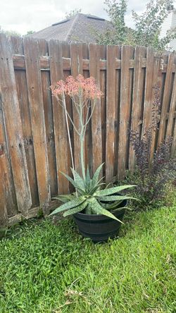 Large Aloe plant