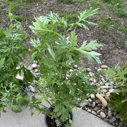 Artemisa Medicinal Plant. Wormgood Plant 