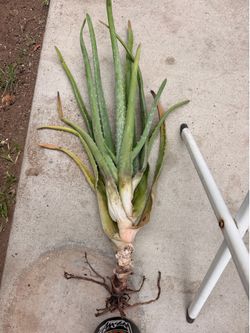 Succulents